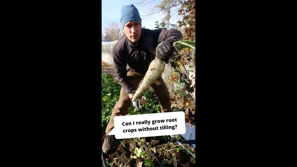 Growing Root Crops in No-Till Soil #shorts Growing Root Crops in No-Till Soil #shorts