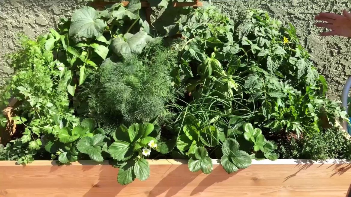 HERB Gardening 101! BEST Tips to Plant a Herb Garden Box!