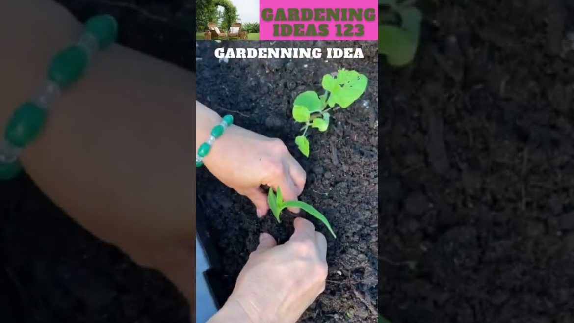 How  plants corn!ππ΄π±πΏπ/gardening ideas nonstop  πβ¦ How  plants corn!ππ΄π±πΏπ/gardening ideas nonstop  πβ¦