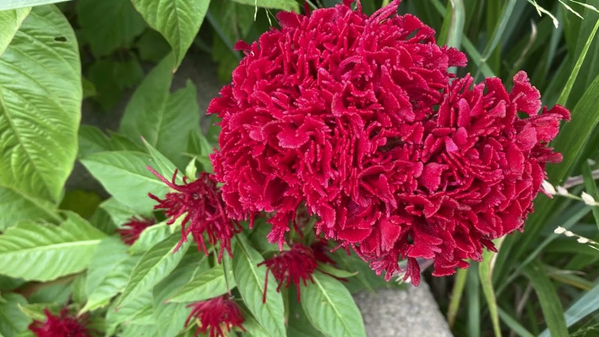 Celosia Plant Profile Celosia Plant Profile
