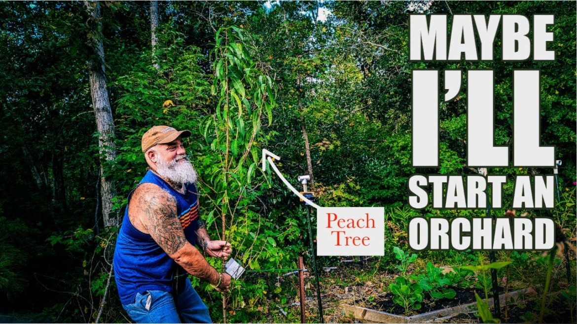 This could be the start of a small backyard orchard