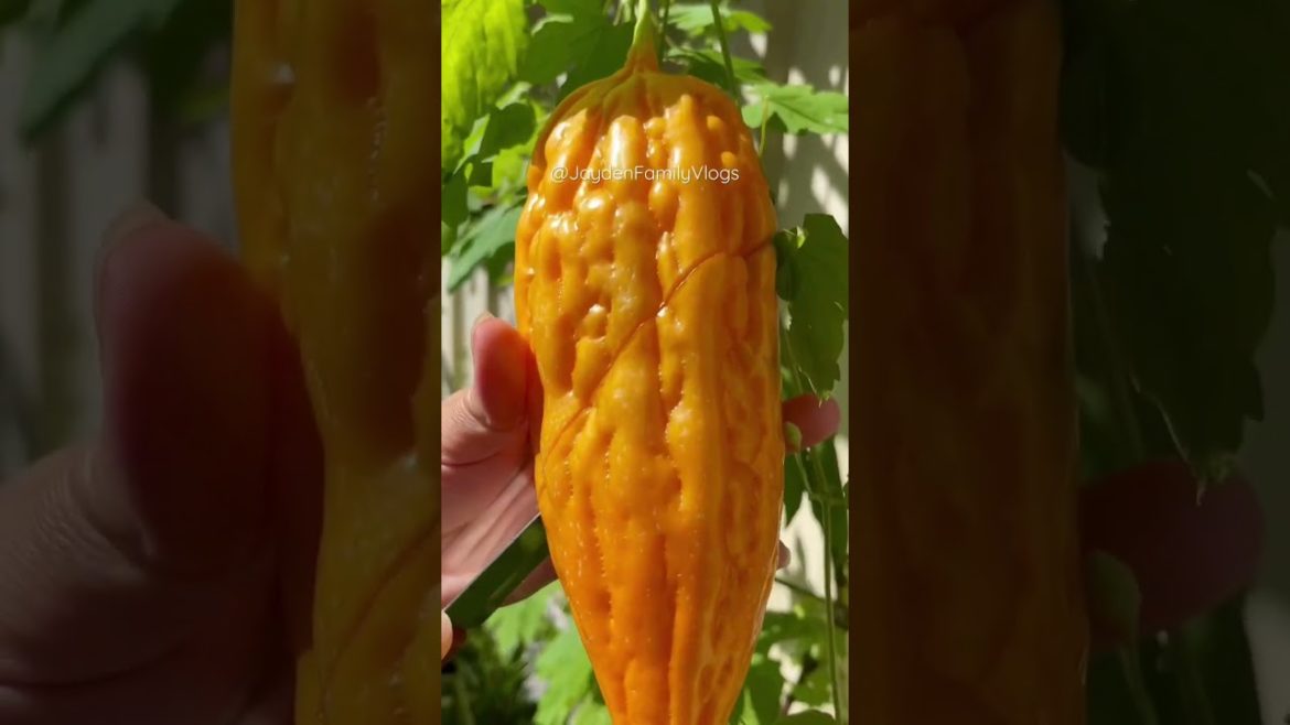 Let’s Try ORANGE Bitter Melon 😱😱 #shorts