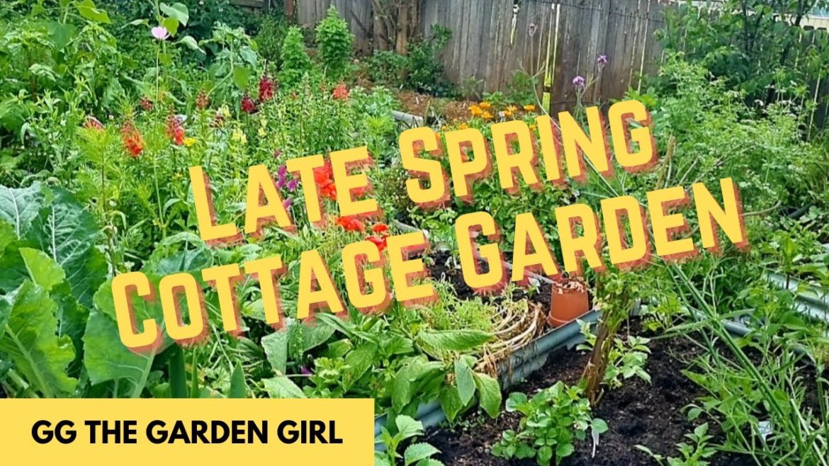 Late Spring Cottage Garden• Australia @ggthegardengirl Late Spring Cottage Garden• Australia @ggthegardengirl