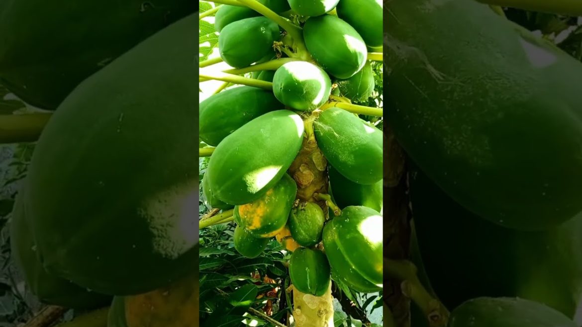lot's of papaya fruit in my garden #shorts lot's of papaya fruit in my garden #shorts