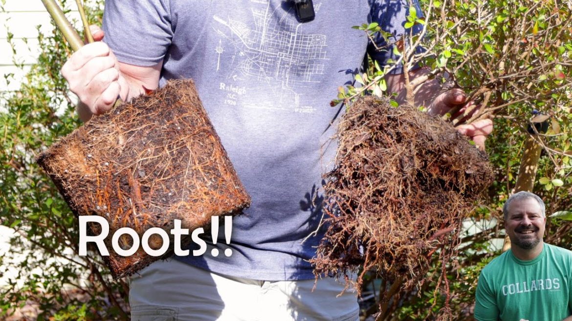 How to Deal with Terribly Root Bound Plants – Awesome Osmanthus – Removing Old Azalea How to Deal with Terribly Root Bound Plants - Awesome Osmanthus - Removing Old Azalea