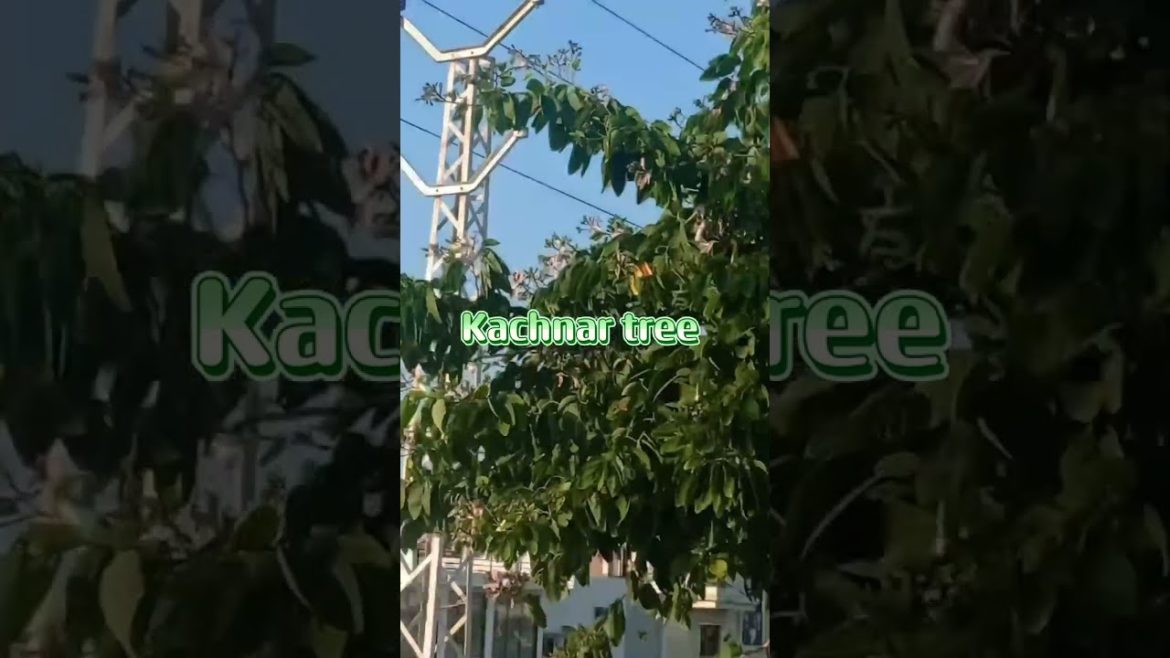 Bauhinia variegata | phalgu (Rakta Kanchan) | Kachnar tree