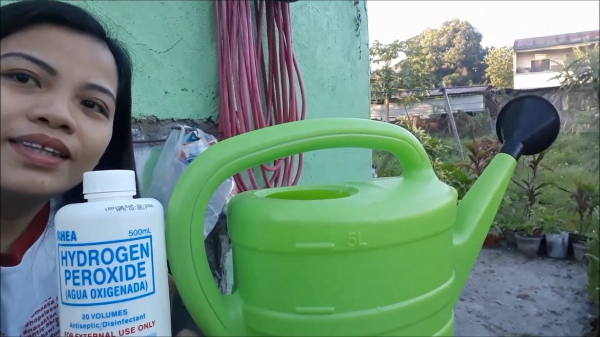 Gardening Tips: Using Hydrogen Peroxide in Garden #jennygarcia