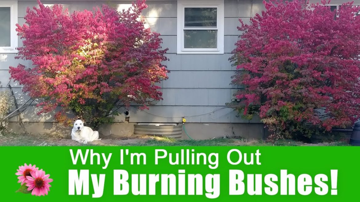 No More Burning Bushes! 😢 Why I'm pulling mine out and not planting them any more. No More Burning Bushes! 😢 Why I'm pulling mine out and not planting them any more.