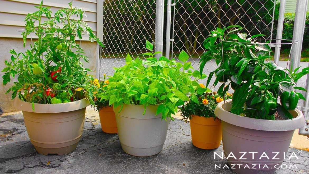 HOW to GARDEN for BEGINNERS using CONTAINERS – CONTAINER GARDENING Urban Rooftop Porch Patio Balcony HOW to GARDEN for BEGINNERS using CONTAINERS - CONTAINER GARDENING Urban Rooftop Porch Patio Balcony