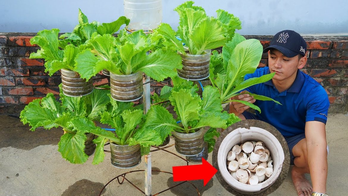 Tips To Help Me Grow And Care For Vegetables Easily At Home