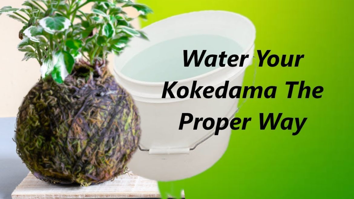 How & When to Water Kokedama Properly? | Watering Kokedama Properly | Quick Gardening | Green Oxygen How & When to Water Kokedama Properly? | Watering Kokedama Properly | Quick Gardening | Green Oxygen