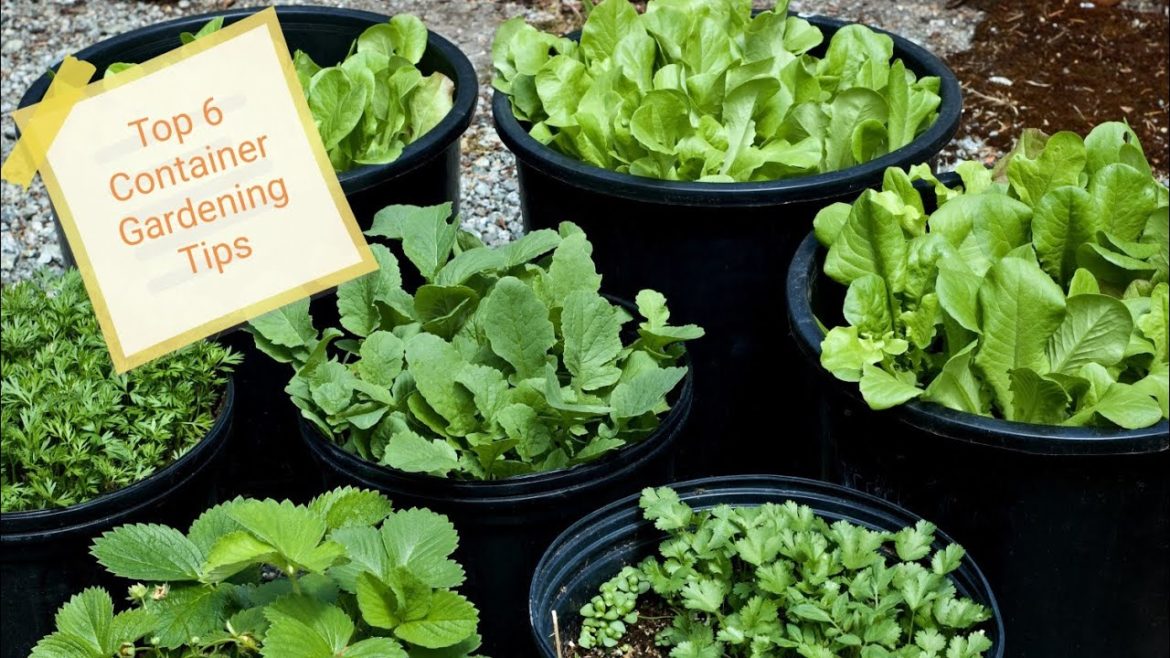 Top 6 Container Gardening Tips