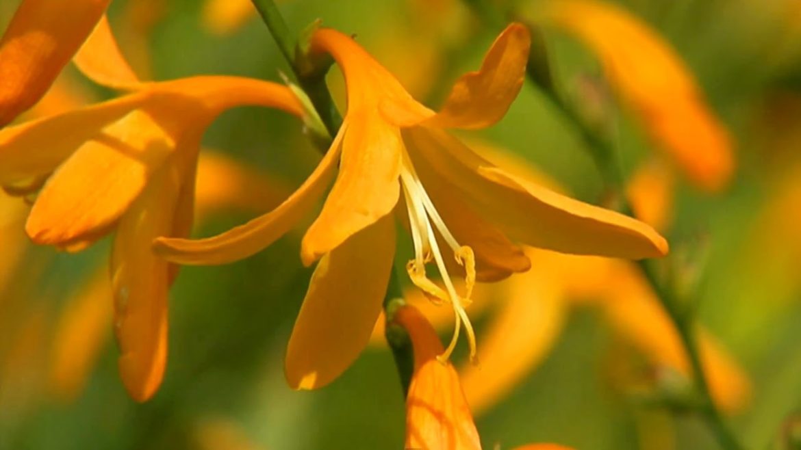 Tropical Container Gardening | P. Allen Smith Classics