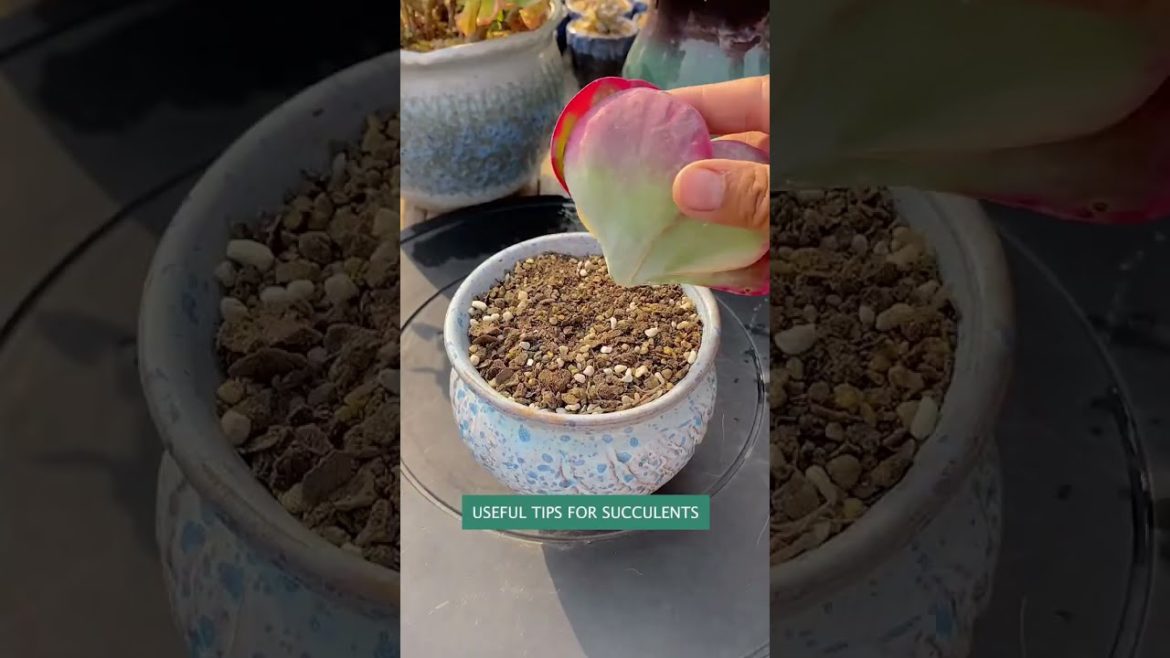 Useful tips for succulent plants