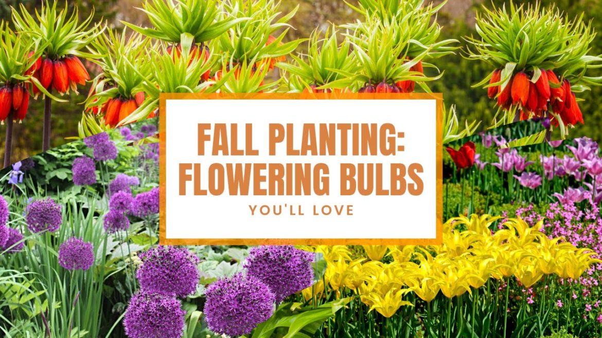 Fall Planting: 6 Flowering Bulbs You'll Love π»π Fall Planting: 6 Flowering Bulbs You'll Love π»π