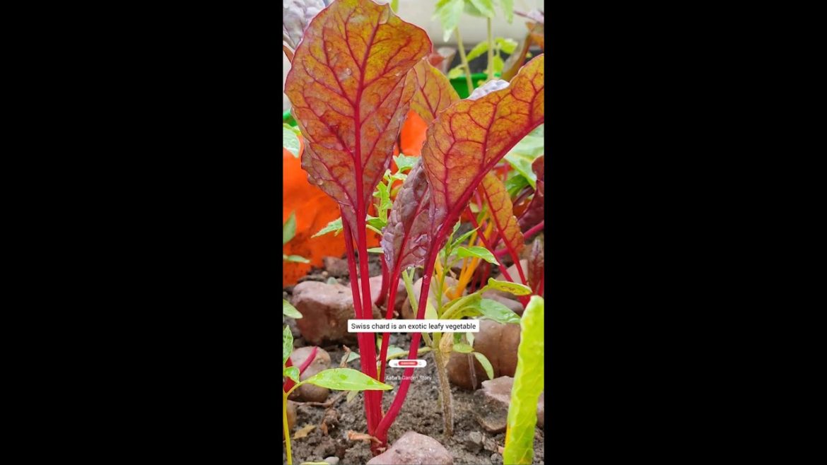Grow Swiss Chard In Container Pot|Exotic Leafy Vegetable|स्विस चार्ड उगाये|#ashasgardenstory#shorts