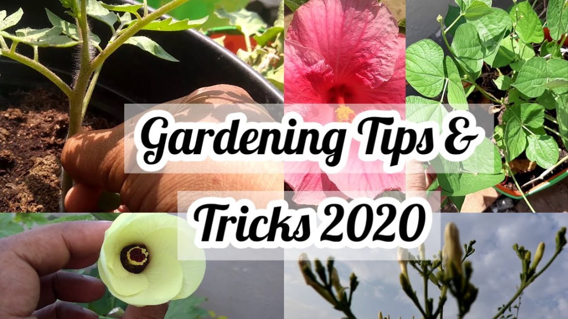 Gardening Tips & tricks 2020 | Sakthivel Organics |