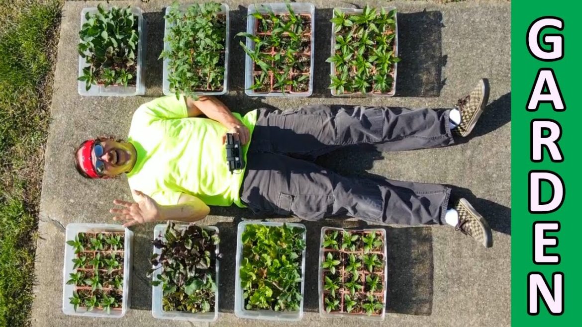 Container GARDEN Soil Mixture TRELLIS Repair BIRD HOUSE restoration FIG organic vegetable gardening Container GARDEN Soil Mixture TRELLIS Repair BIRD HOUSE restoration FIG organic vegetable gardening