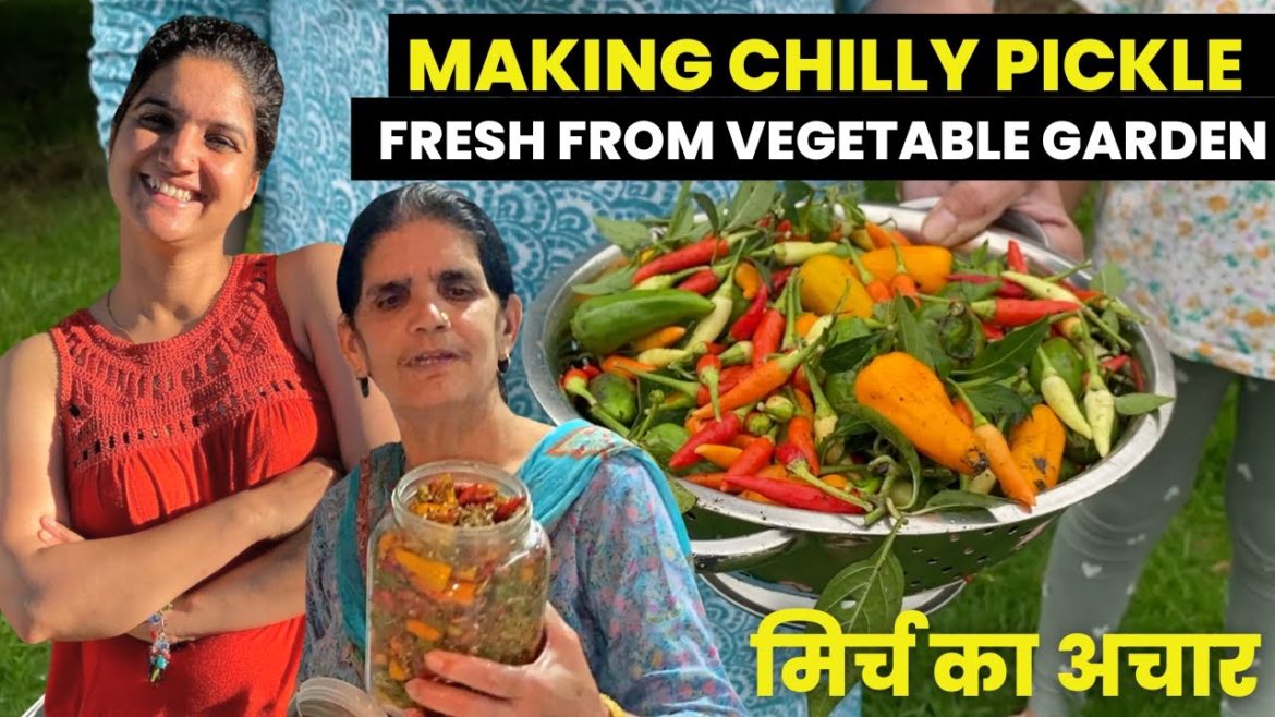 Making Pickle from Vegetable Garden | Green Chilli Pickle l Mirchi ka achar। Pickle Recipe