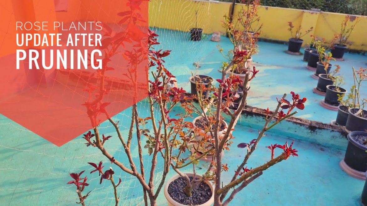 🌹🌹 Rose plans update after pruning 15 days