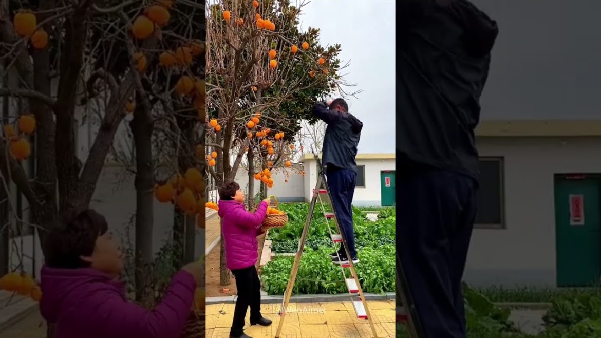 Beautiful Nature with Rural Life #shorts #naturalife #rurallife