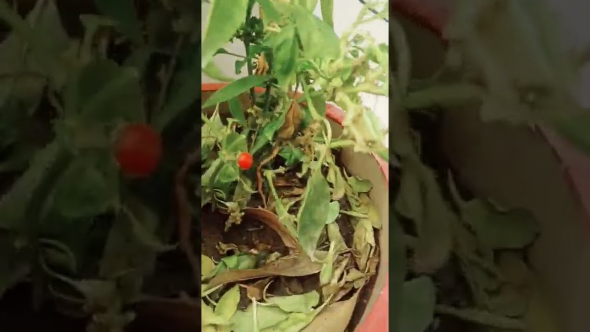 Ornamental chilli #shorts #naturetreasurevlog