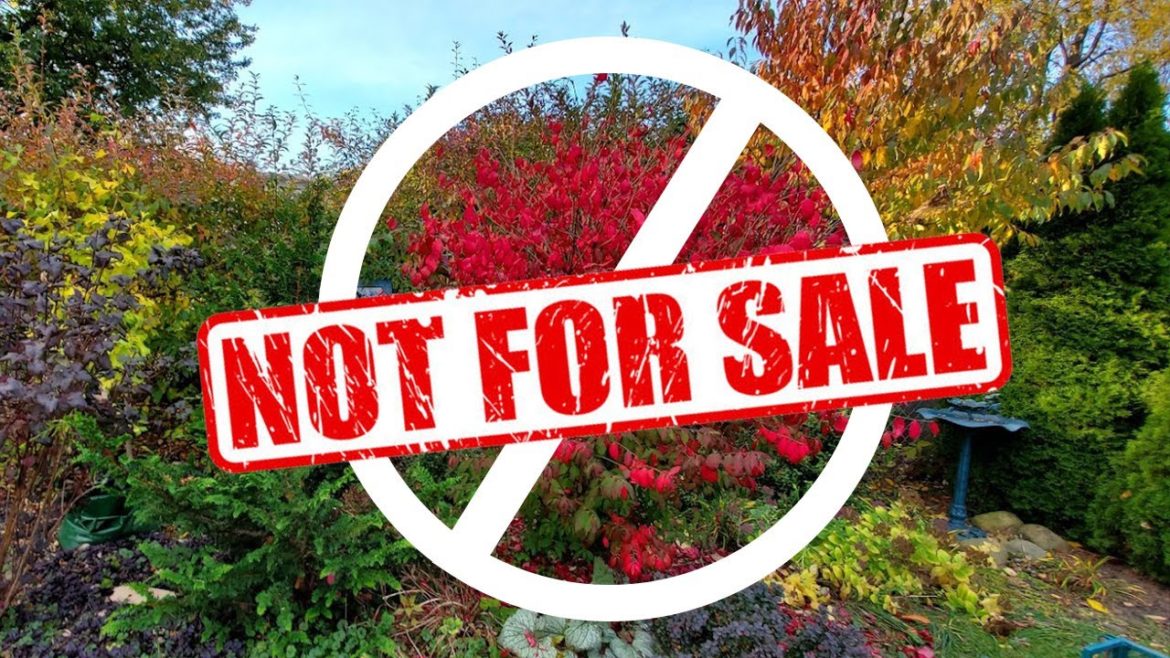 Why invasive plants like burning bush get banned from sale (& what to plant instead) Why invasive plants like burning bush get banned from sale (& what to plant instead)