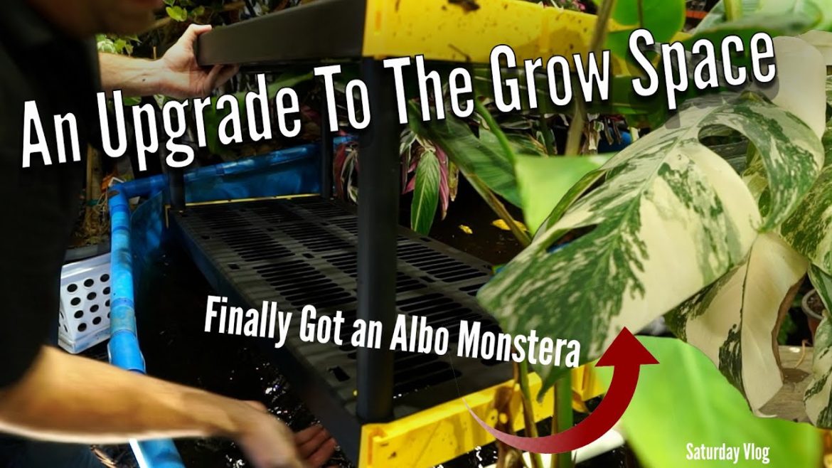 Upgrade For the Grow Space & Unboxing a Special New Plant