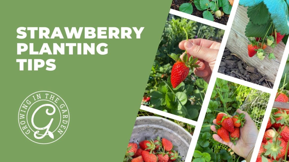 STRAWBERRY Planting Tips STRAWBERRY Planting Tips