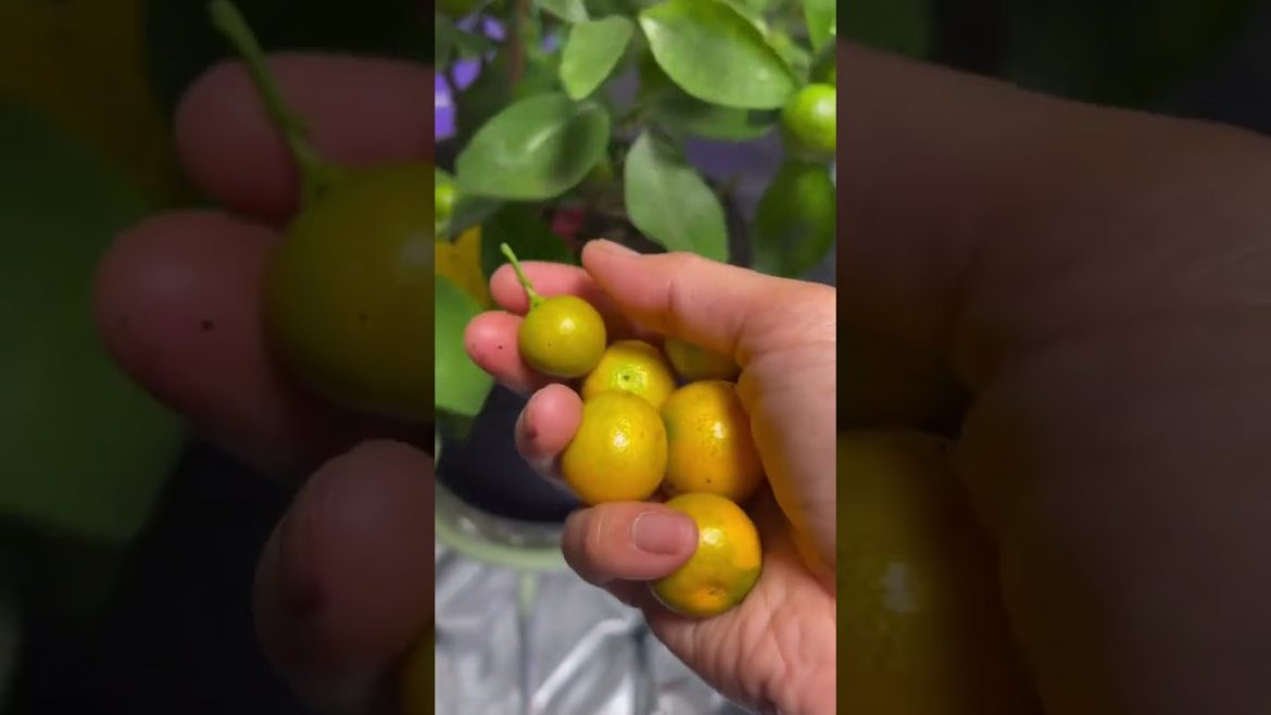 Homemade tea π« Cheers! Homemade tea π« Cheers!