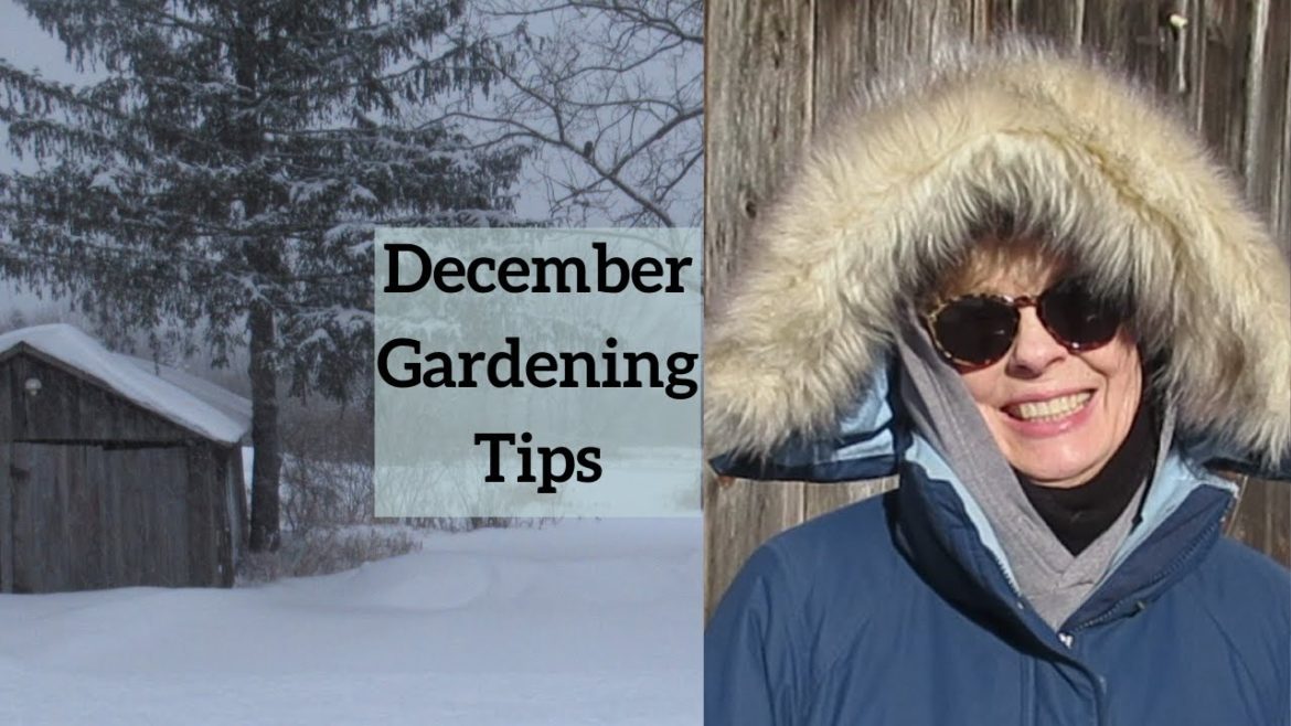 December Garden Tips