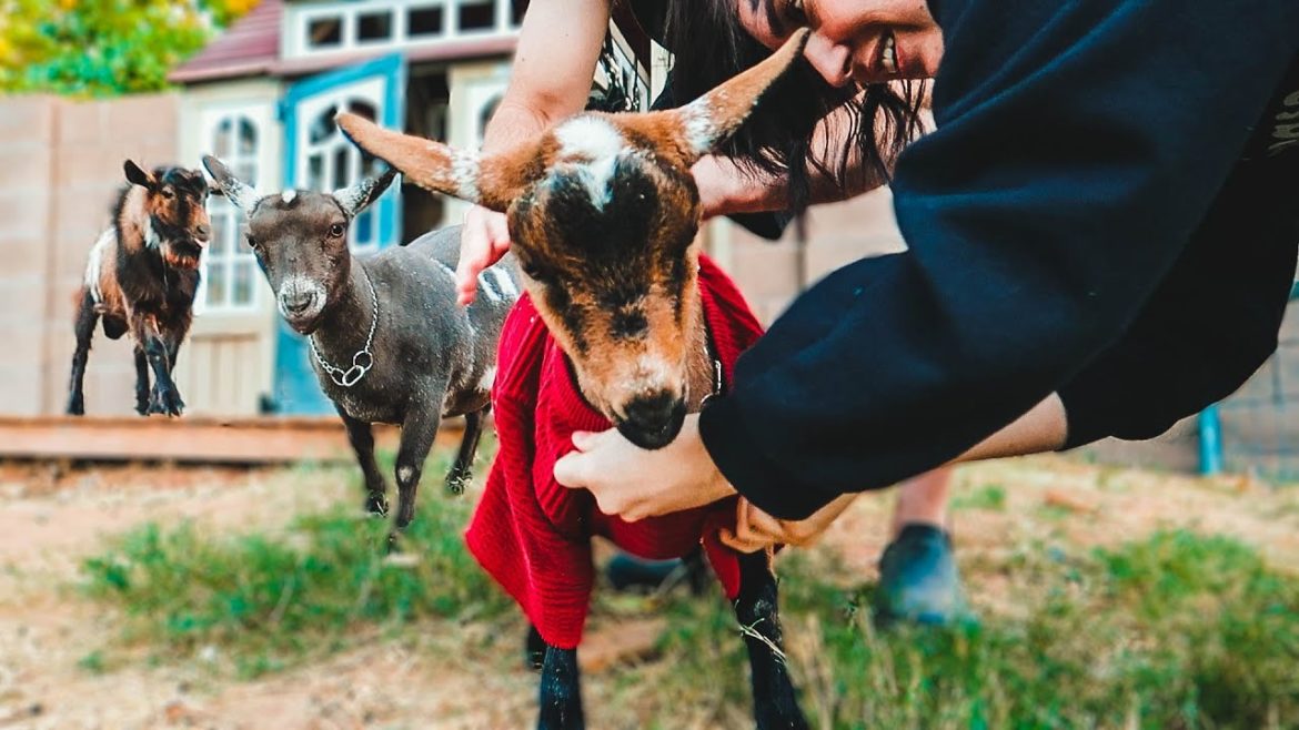 TRUST ME...this is necessary 🤣 (breeding the miniature goats)