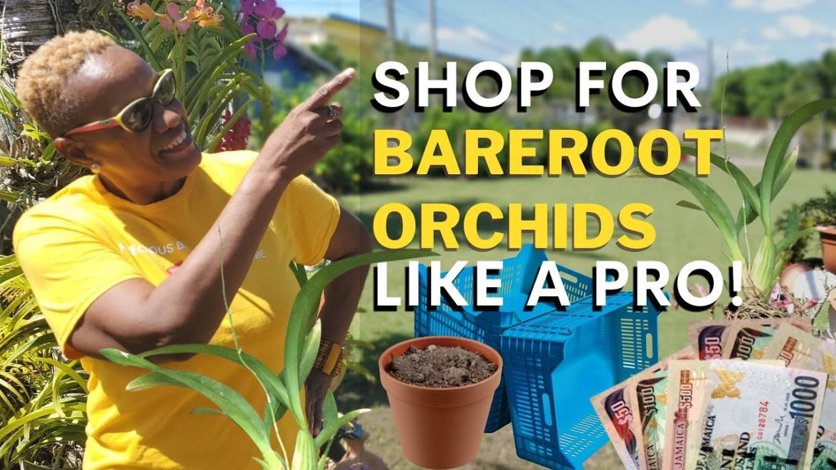 8 Tips for a great orchid shopping experience 8 Tips for a great orchid shopping experience