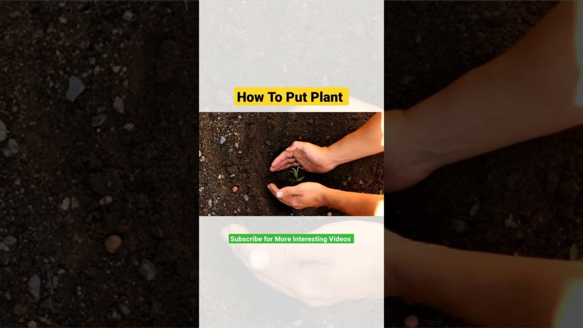 How To Put Plant In Soil||Gardening Secrets||Gardening Tips by Containers garden