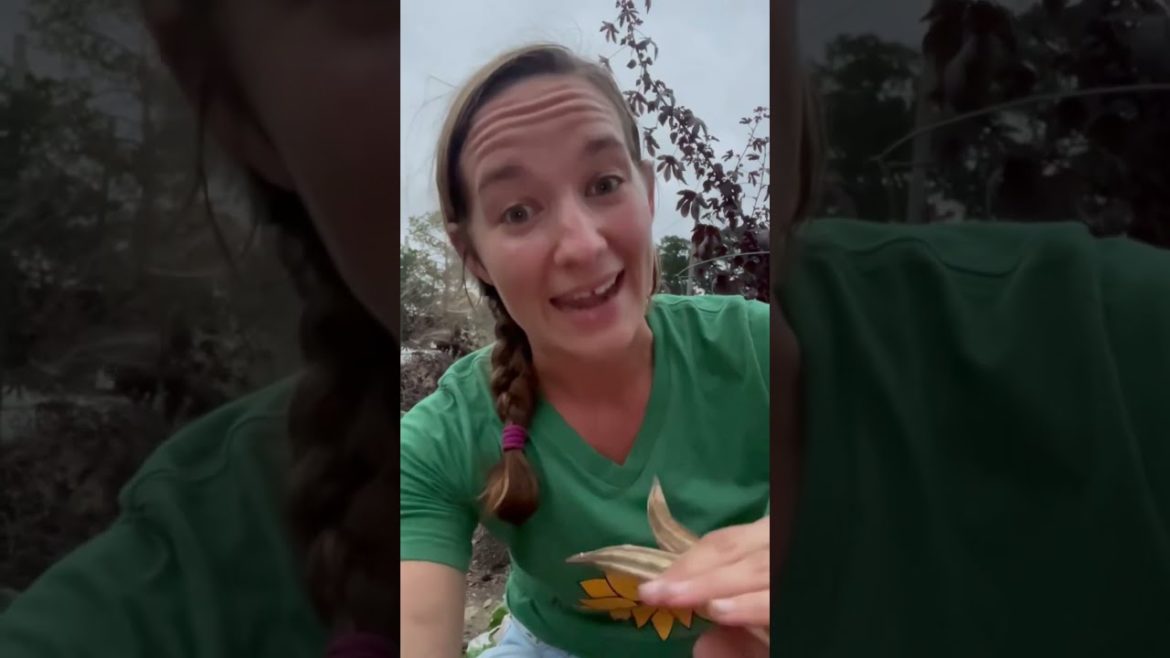 Do this in the garden before the rain!  #gardening #gardeningtips #beginnergardening