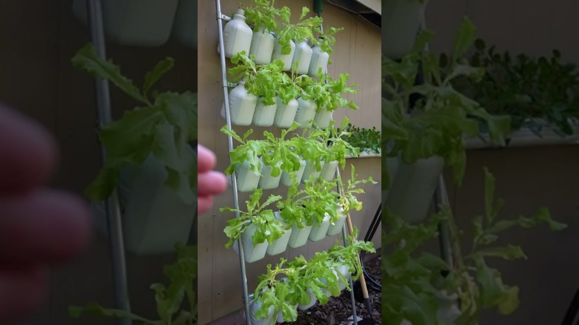 Easy Garden Daily Update Wrap Up Day 28