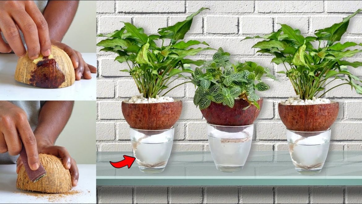 self watering planter ideas using coconut shell / gardening tips / gardening ideas self watering planter ideas using coconut shell / gardening tips / gardening ideas