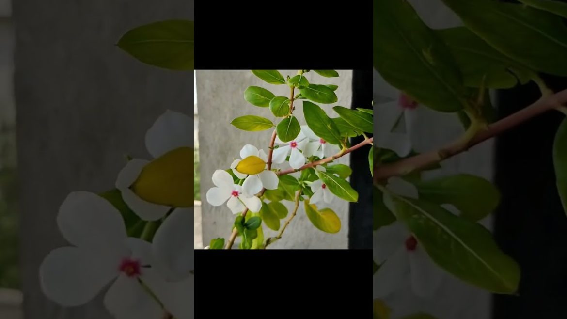 Garden hacks | Garden ideas | Garden tips | Plastic bottle vase | Plastic bottle | bottle #shorts