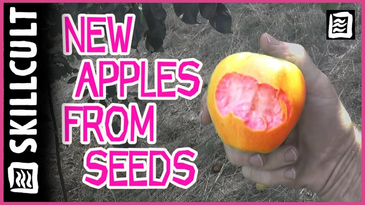 🍎  And They Say You Can't Grow Good Apples From Seed LOL  🍏 🍎  And They Say You Can't Grow Good Apples From Seed LOL  🍏