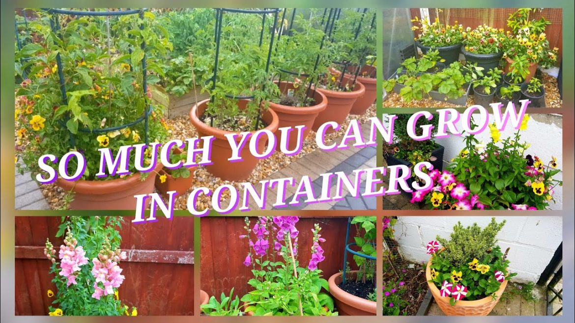 You won't believe what you can grow in containers/ Container gardening potential with examples