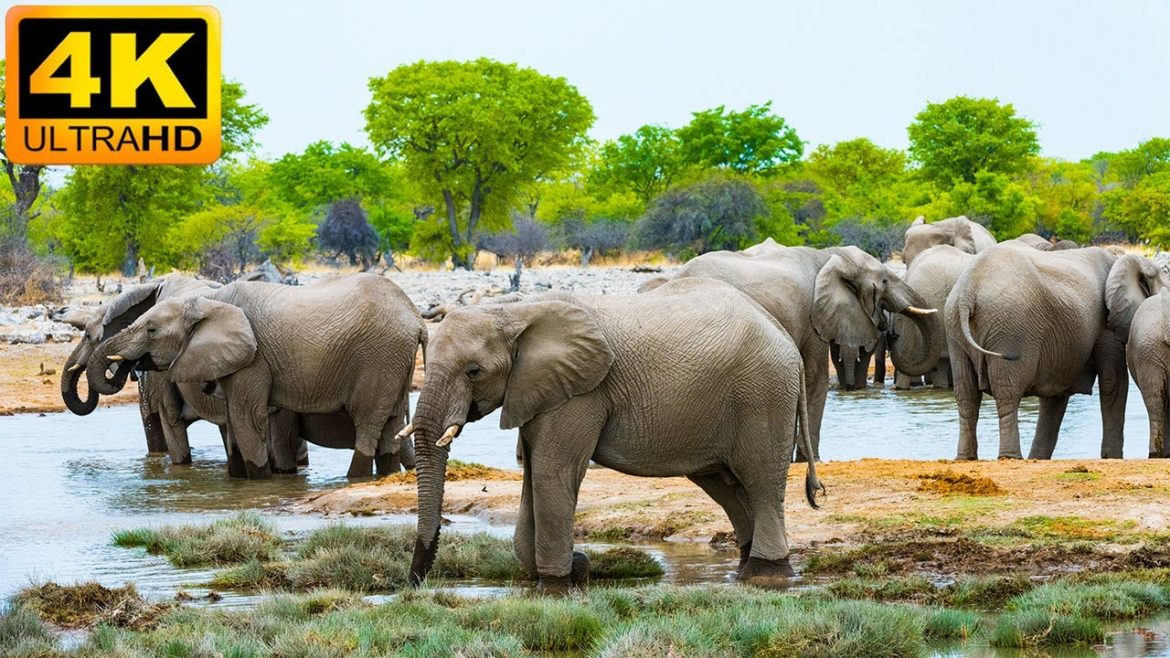 🔴 4K Wildlife of Okavango Delta Area, Botswana - 11 Hours of Wild Animals of Africa