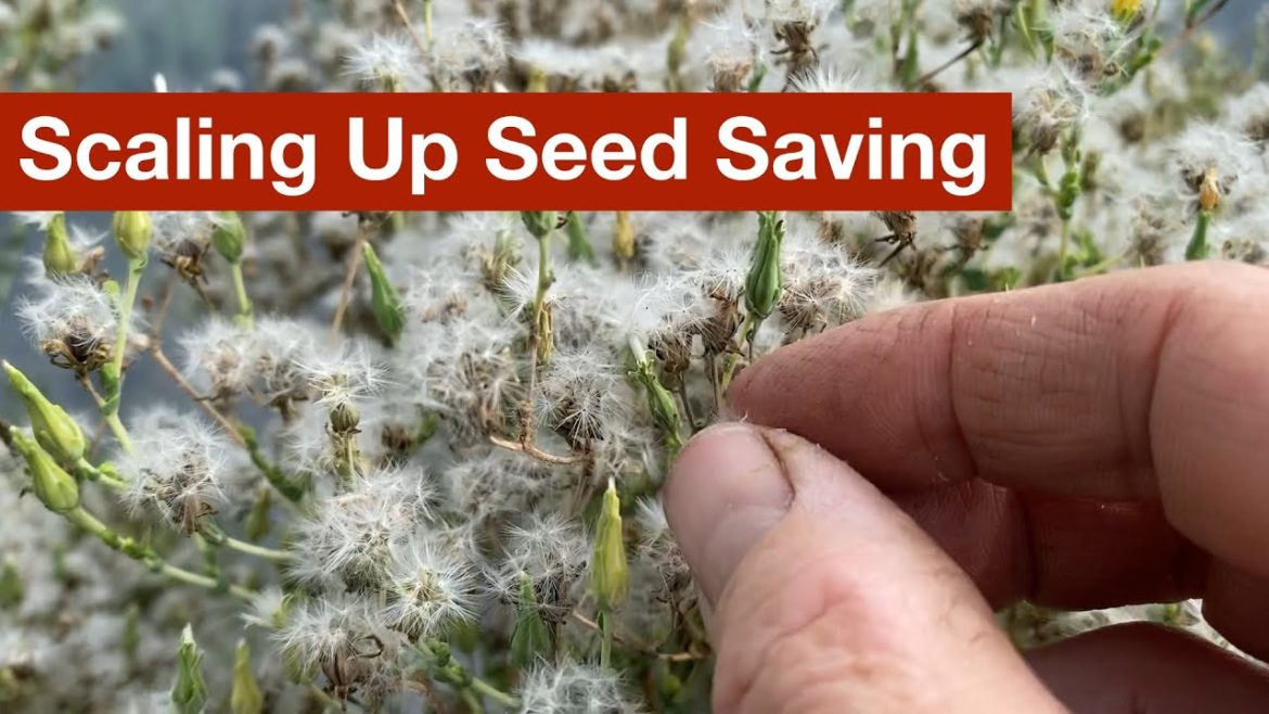 Scaling Up Seed Saving