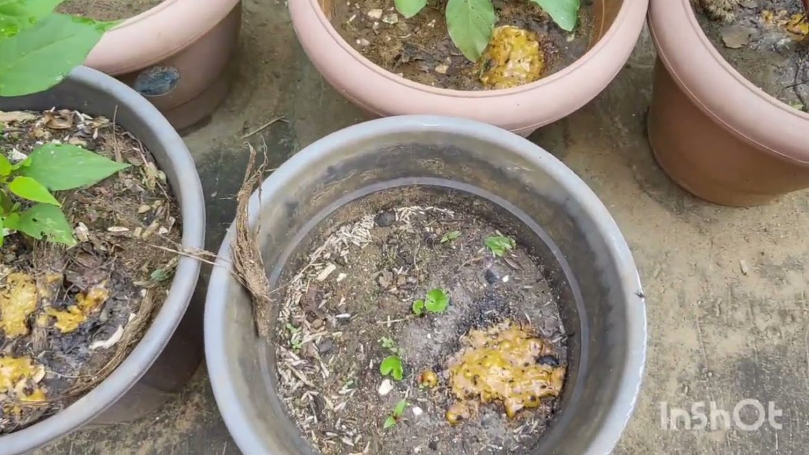 Garden Tips