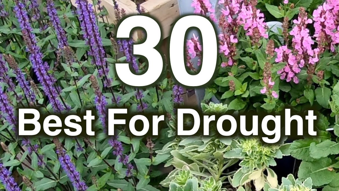 Drought Resistant Flowers. 30 Perennials Proven To Grow Drought Resistant Flowers. 30 Perennials Proven To Grow