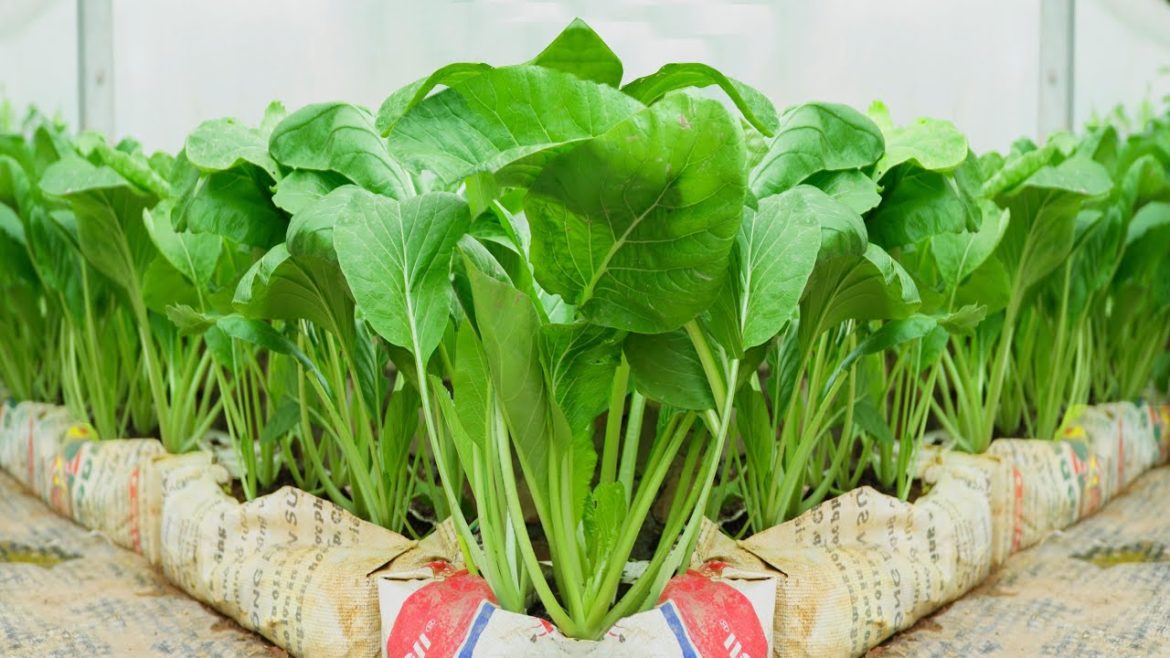 Growing vegetables with recycled plastic bags – Grow a Vegetables No Need A Garden Growing vegetables with recycled plastic bags - Grow a Vegetables No Need A Garden