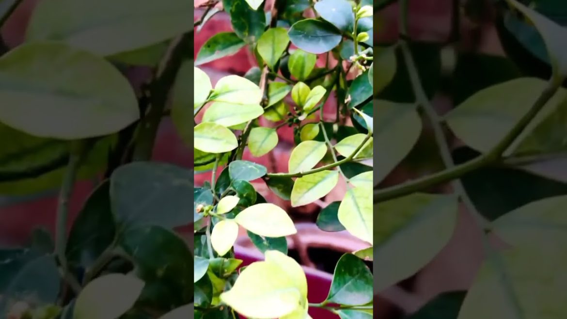 Murraya Plant || outdoor plant || flower Plant || Best Plants gardening tips and tricks || beauty Murraya Plant || outdoor plant || flower Plant || Best Plants gardening tips and tricks || beauty