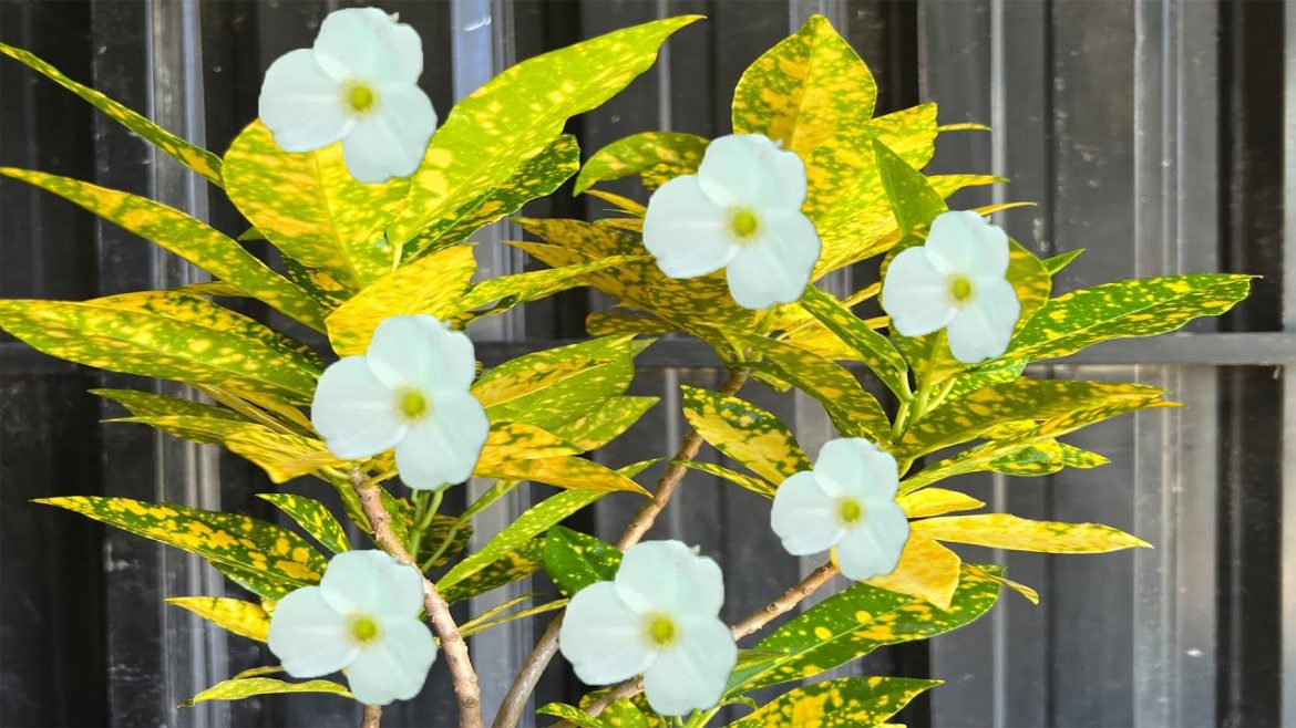 GROWING TWO KINDS OF PLANTS IN SOIL AND WATERGarden Tips.