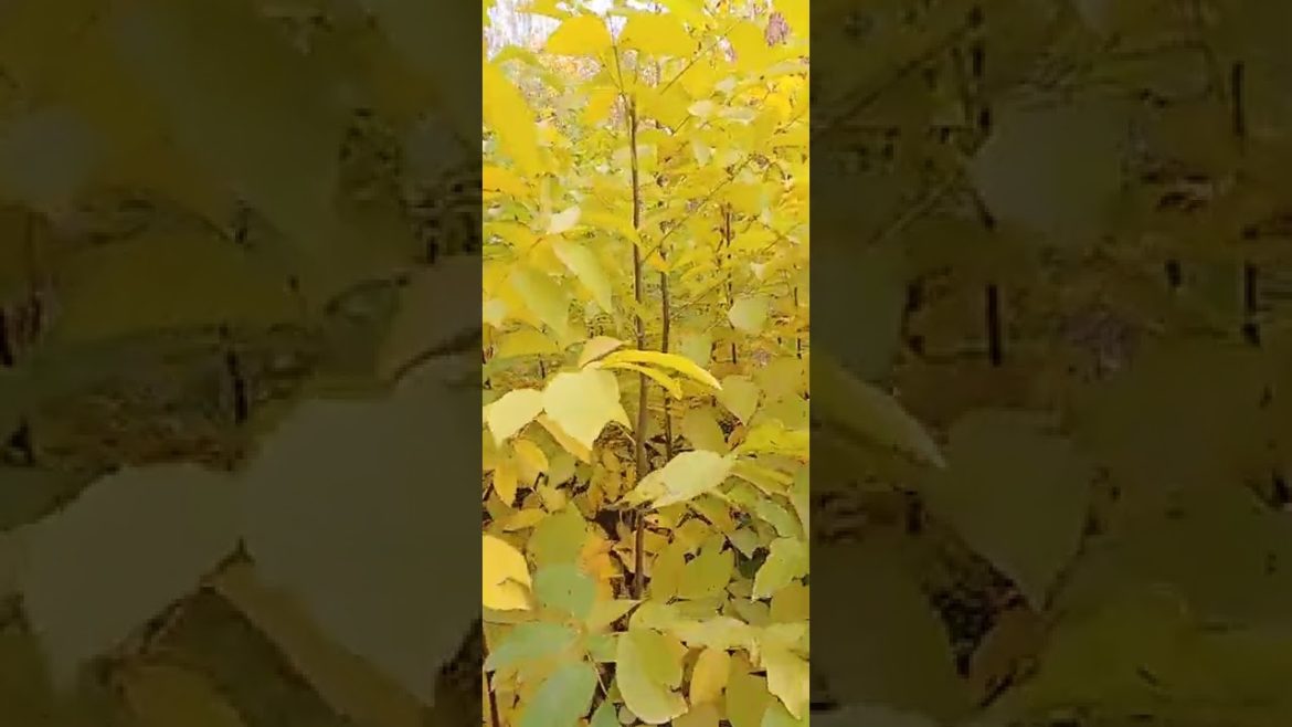 Autumn is very beautiful in the garden 2022 Autumn is very beautiful in the garden 2022