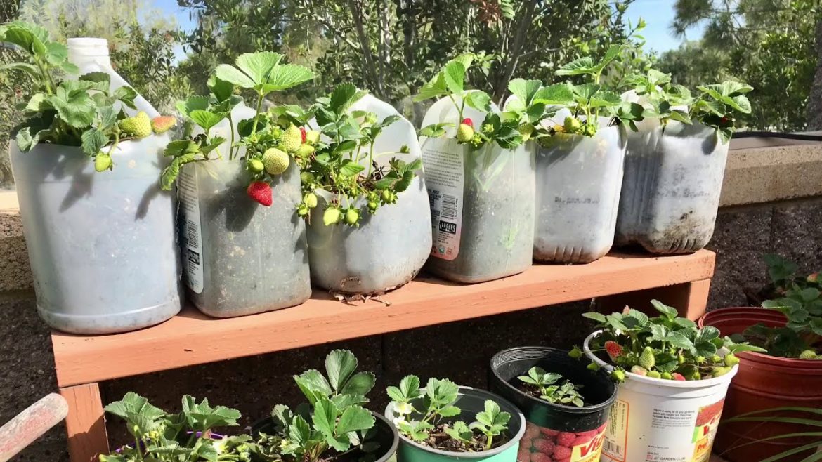 Let’s Pick Strawberry at My Backyard Garden #buhayamerika #plantyourownfood #mysmallbackyardgarden