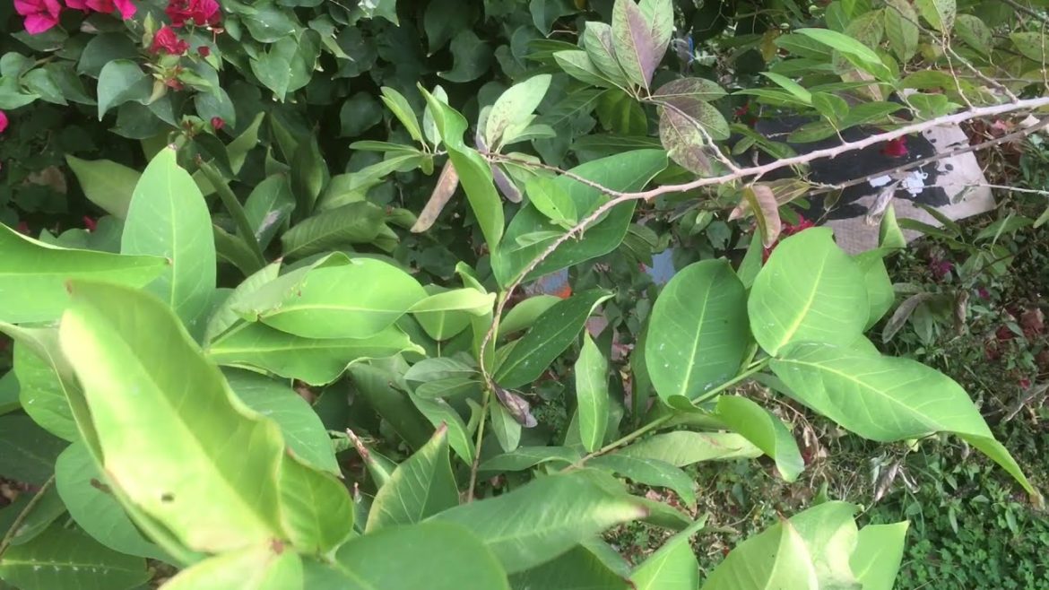 Backyard Garden and Fruit Tree Tour Fall 2020